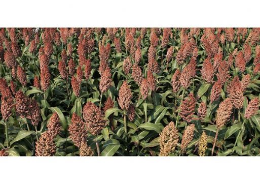 點擊查看詳細信息<br>標題：   閱讀次數：4131